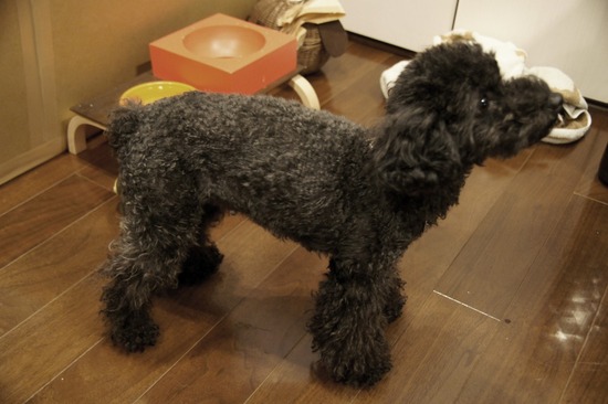 as know as de wanとトイプードルブラックの銀座リリー00