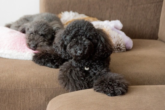 トイプードル ブログ 銀座リリーとドナas know as de wan06