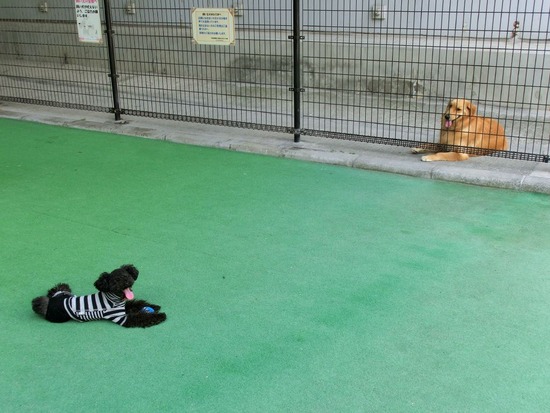 as know as de wan_銀座リリー_トイプードル06