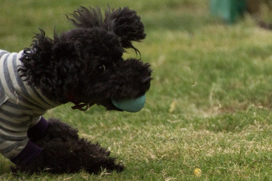 ブログRosieトイプードル銀座リリーとドナas know as de wan56