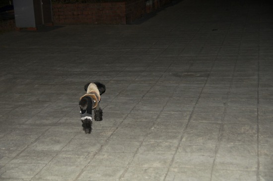 銀座 トイプードル リリー as know as de wan12