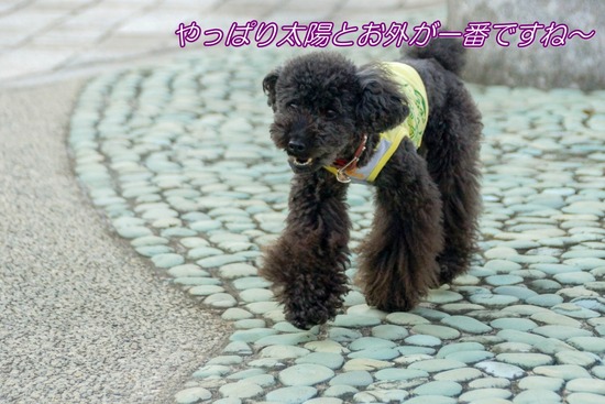 ニャンバーワン,銀座トイプードル,リリーとドナ,asknowasdewan033