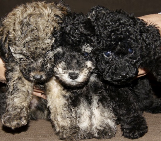 銀座 トイプードル リリー as know as de wan04