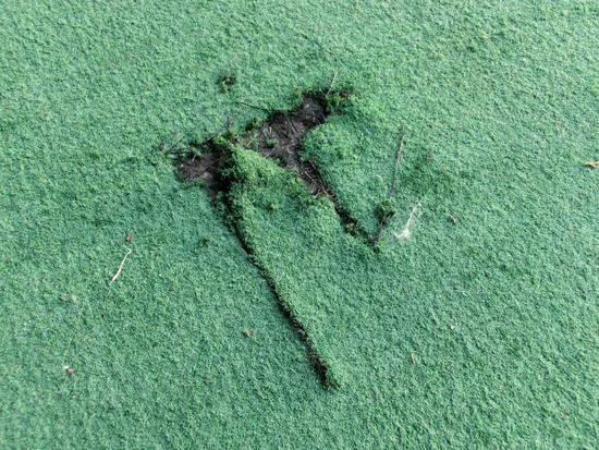 トイプードル銀座リリー＆ドナ05