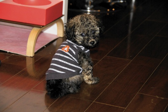 銀座 トイプードル リリー as know as de wan31