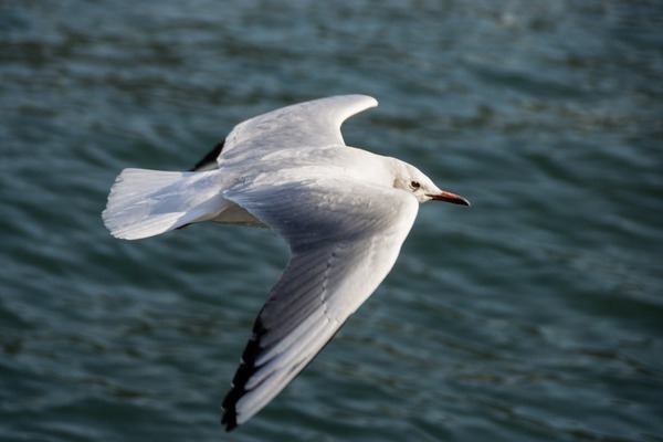 トイプードル銀座リリー019