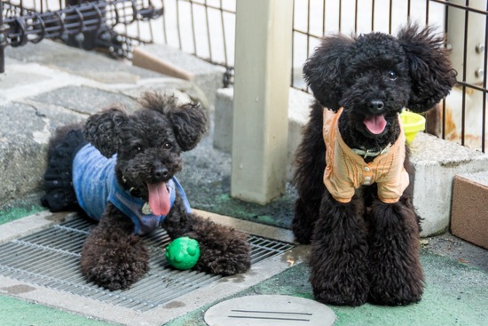 ブログRosieトイプードル銀座リリーとドナas know as de wan30