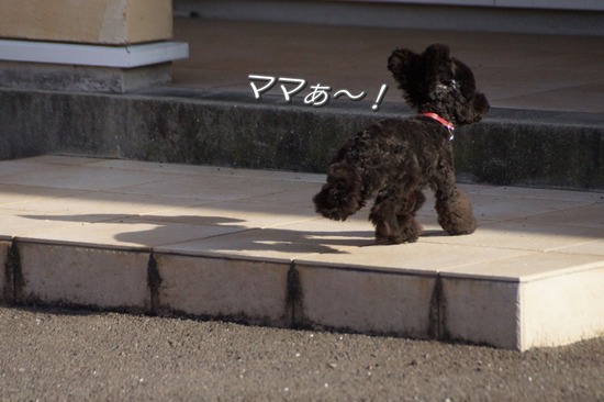 銀座トイプードルリリーとドナas know as de wan33