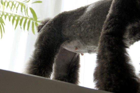 as know as de wanとトイプードルブラックの銀座リリー04