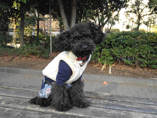 as know as de wan トイプードル 銀座リリー10