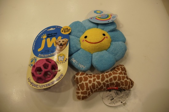 銀座 トイプードル リリー as know as de wan09