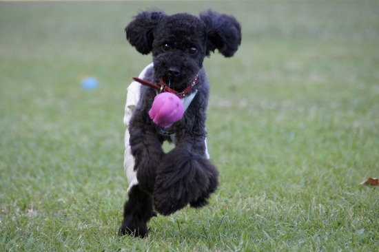 トイプードル銀座リリーas_know_as_dewan01