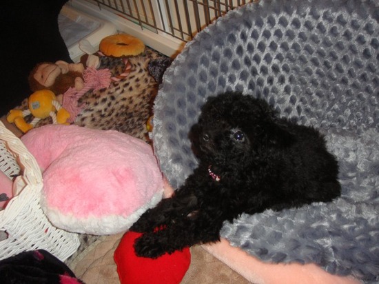 トイプードル銀座リリーasknowasdewan00