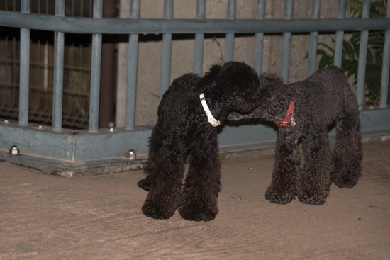 トイプードル ブログ 銀座リリーとドナas know as de wan05