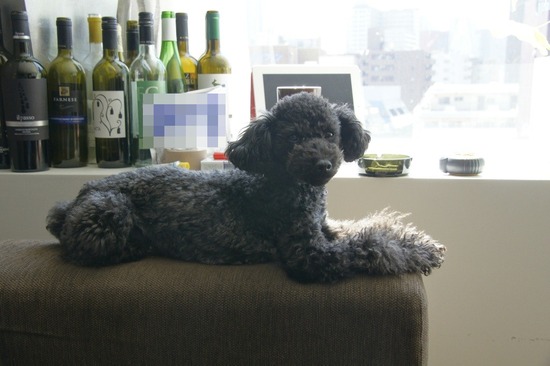 as know as de wan トイプードル 銀座リリー22