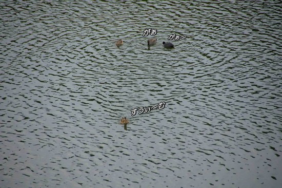 as know as de wan トイプードル 銀座リリー19