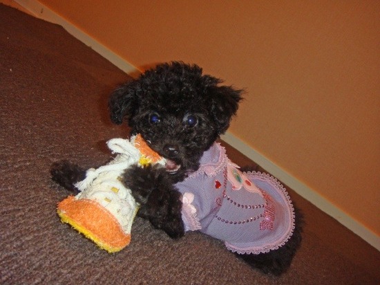 as know as de wanとトイプードルブラックの銀座リリー04