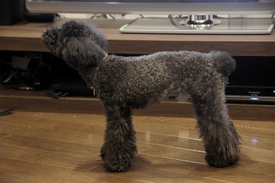 as know as de wan_銀座リリー_トイプードル09