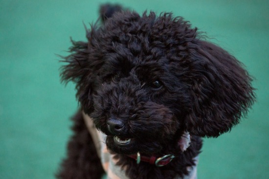 407 銀座ブラックのトイプードルリリーとドナas know as de wan47