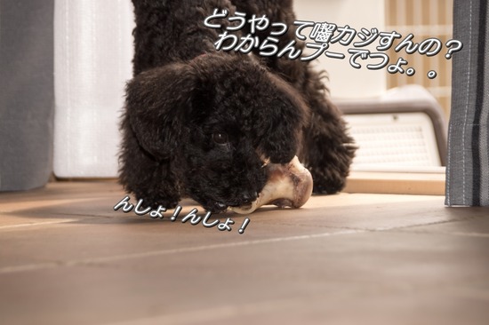 324 銀座ブラックのトイプードルリリーとドナas know as de wan07