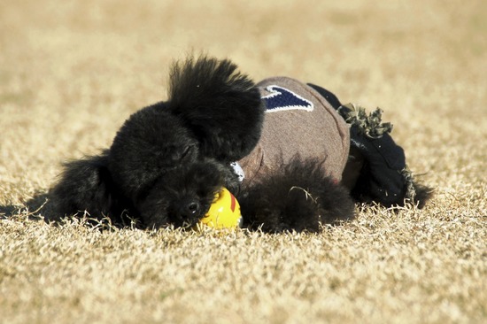 銀座トイプードルリリーas know as de wan27