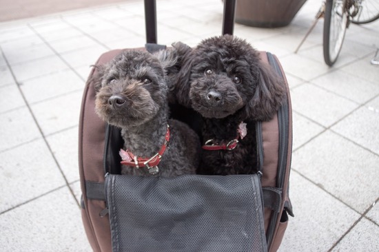 411 銀座ブラックのトイプードルリリーとドナas know as de wan12