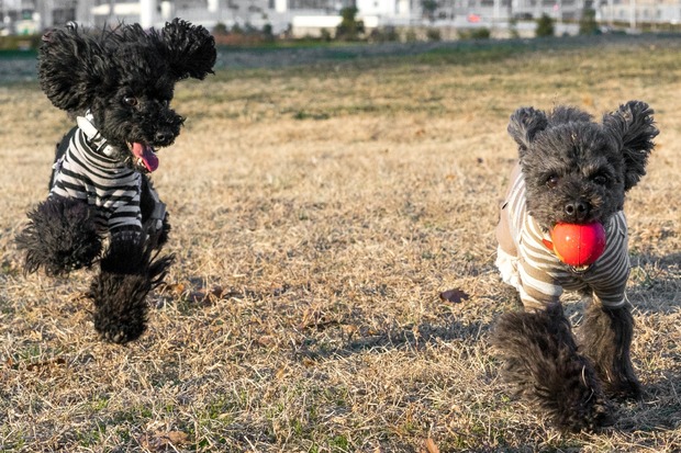 20151231ブラックトイプードル銀座リリー＆ドナ16