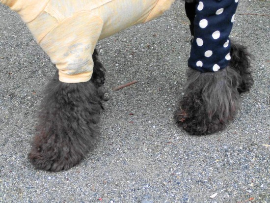 as know as de wan トイプードル 銀座リリー04