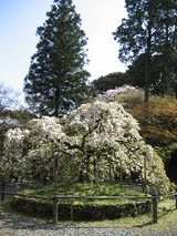 大原野神社