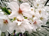 目黒川桜アップ2007