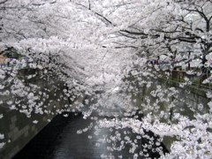 目黒川桜2007