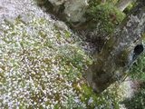 勝持寺桜散る