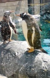 北海道 旭山動物園 ペンギン