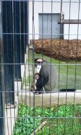 北海道 旭山動物園 サル