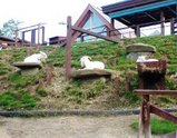 北海道 旭山動物園 ヤギ