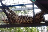 北海道 旭山動物園 ヒョウ