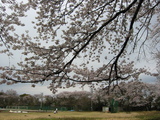 お花見スポット_希望ヶ丘?@