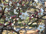 ume