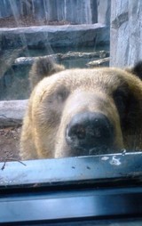 北海道 旭山動物園 熊