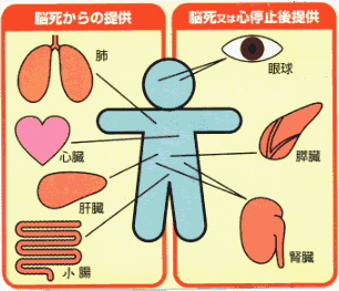 inochi03