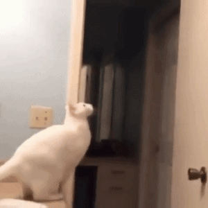anigif