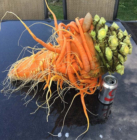 Heaviest-carrot-next-to-a-can_tcm25-497104