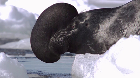 seal01