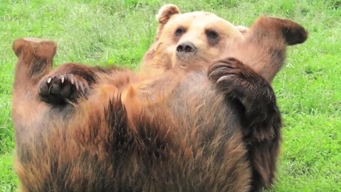 l_am171009_sexybear01