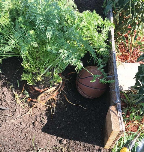 Growing-the-heaviest-carrot_tcm25-497105
