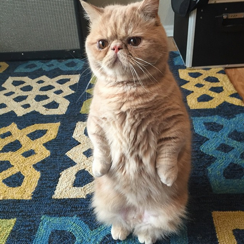 cat04