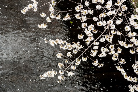 JS745_hanabirachirukawa_TP_V