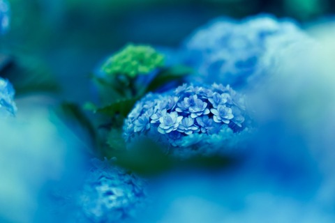 bsKAZ863_tuyutoajisai