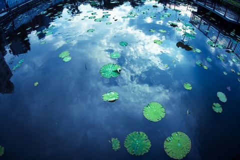 kazu91_hasutosora500