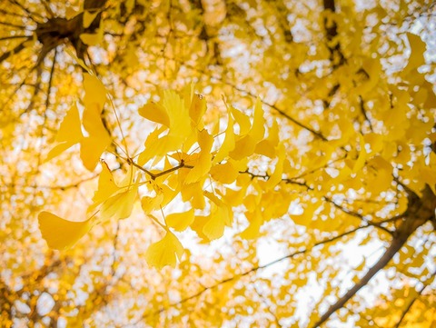 HAW85_icyoutohikari20140919133924500